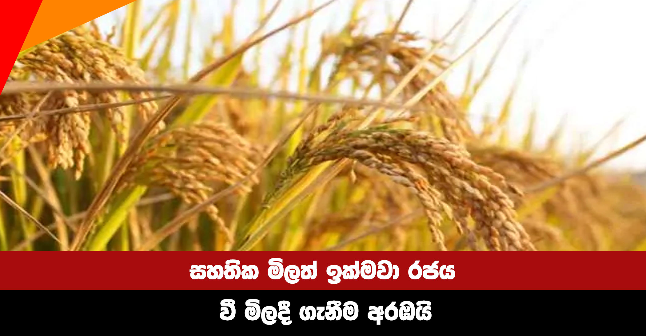 The-government-will-start-purchasing-paddy-in-excess-of-the-guaranteed-price